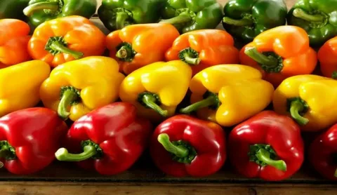 فلفل دلمه رنگی سبد فصلی تنوع شاداب روزمره